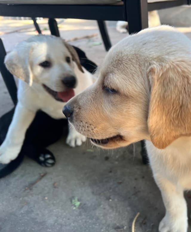 Labrador Retriever Puppies media 7