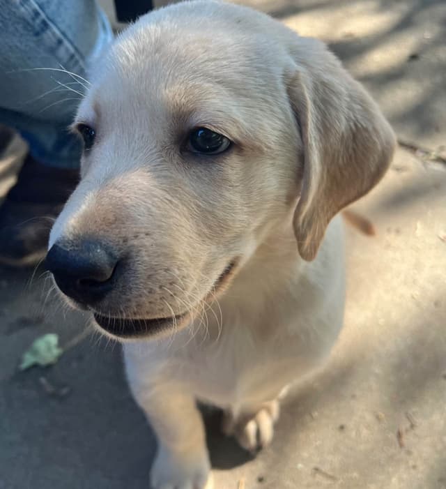 Labrador Retriever Puppies media 8