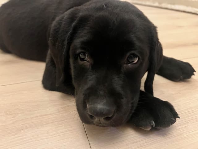 Labrador Retriever Puppies media 10