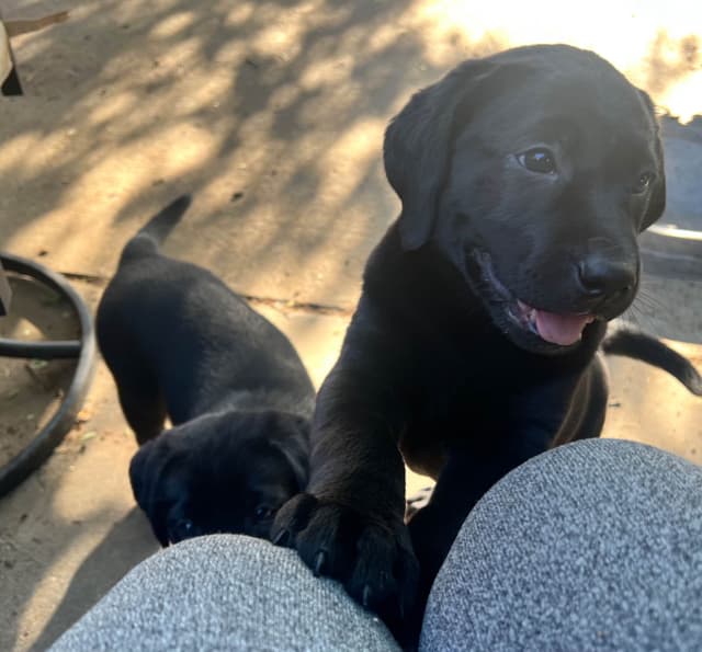 Labrador Retriever Puppies media 12