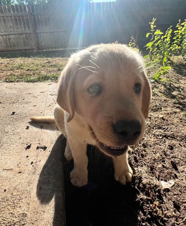 Labrador Retriever Puppies media 11