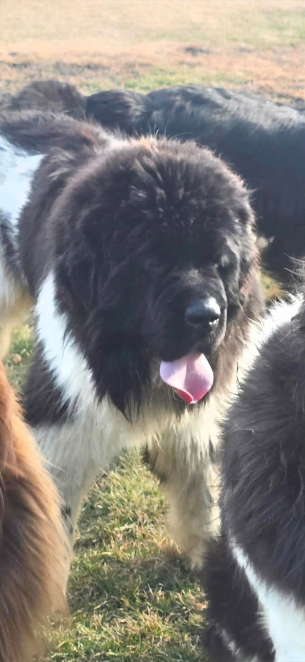 JUDE VANLAKEN AKC NEWFOUNDLANDS breeder image 1