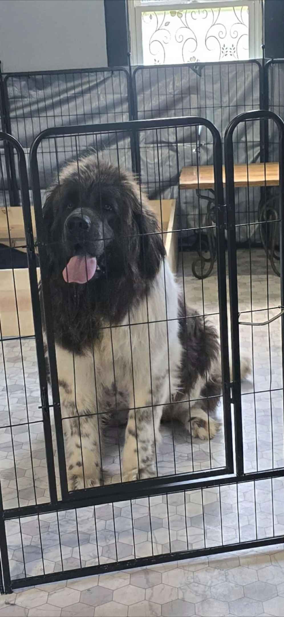 JUDE VANLAKEN AKC NEWFOUNDLANDS breeder image 4