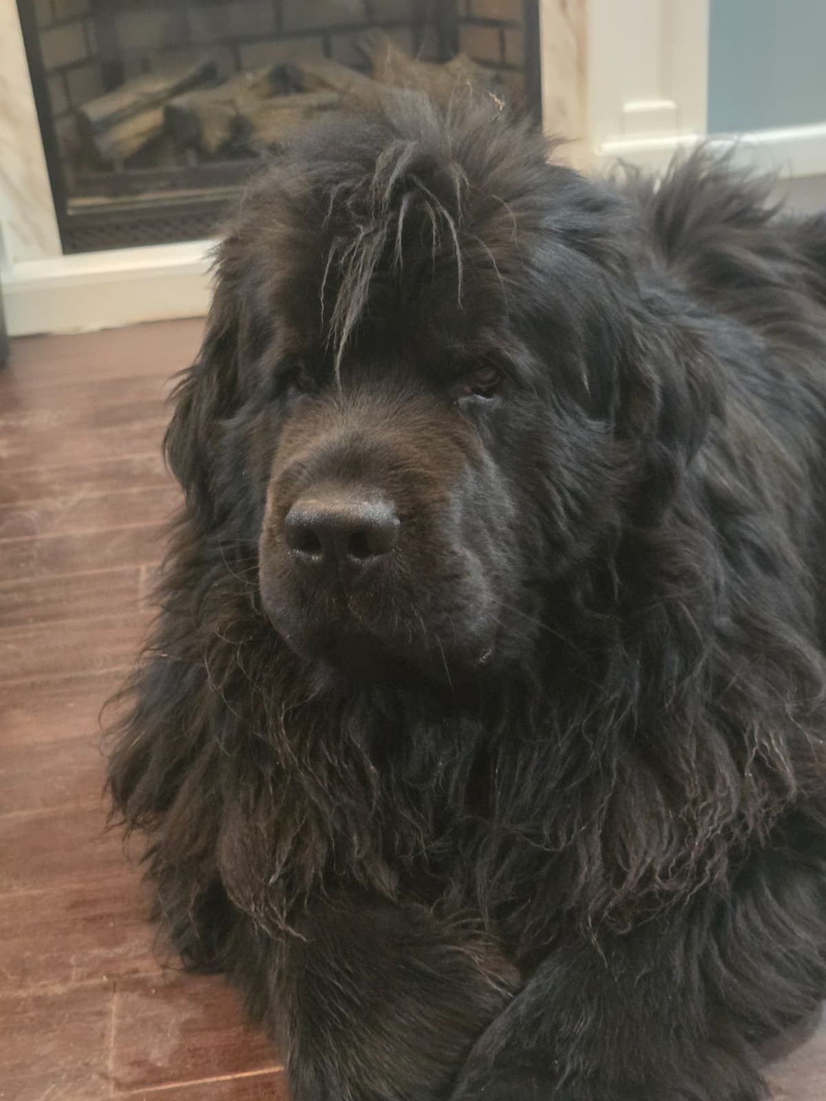 JUDE VANLAKEN AKC NEWFOUNDLANDS breeder image 5