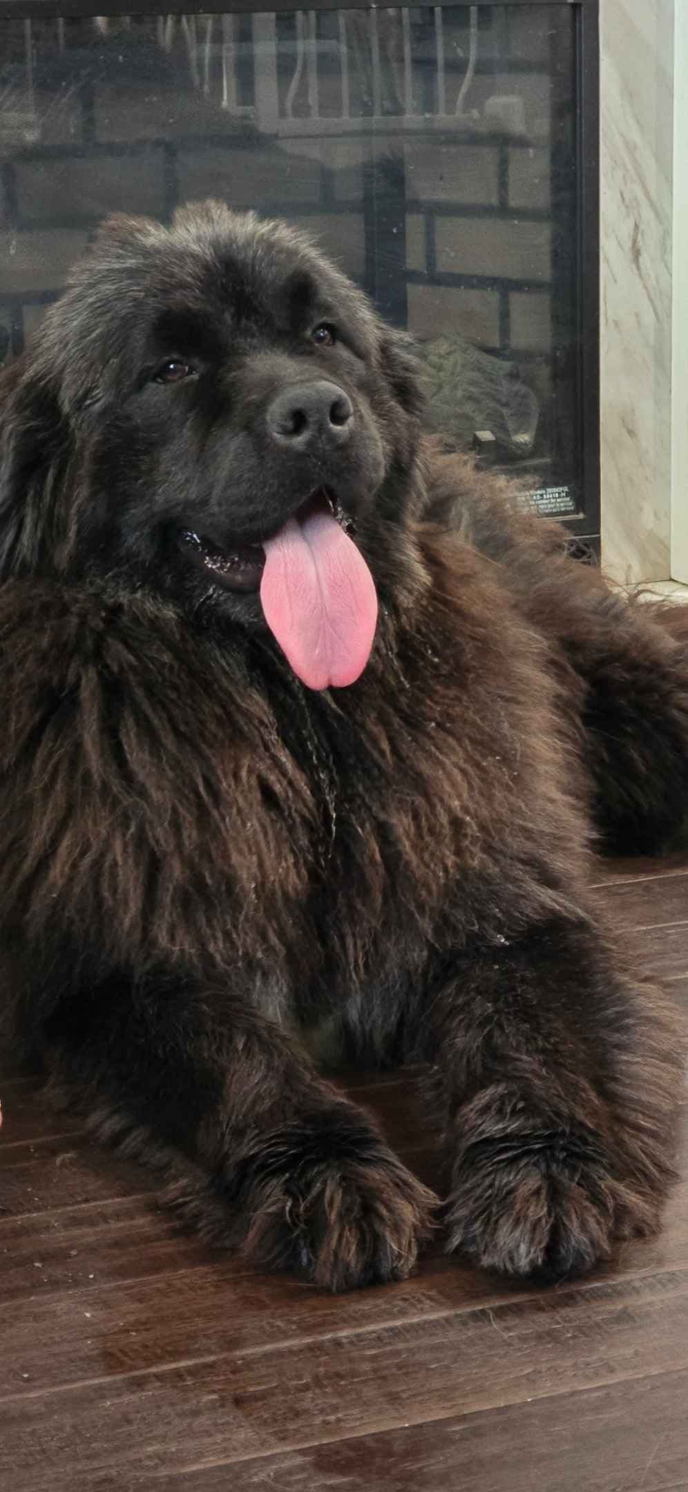 JUDE VANLAKEN AKC NEWFOUNDLANDS breeder image 6