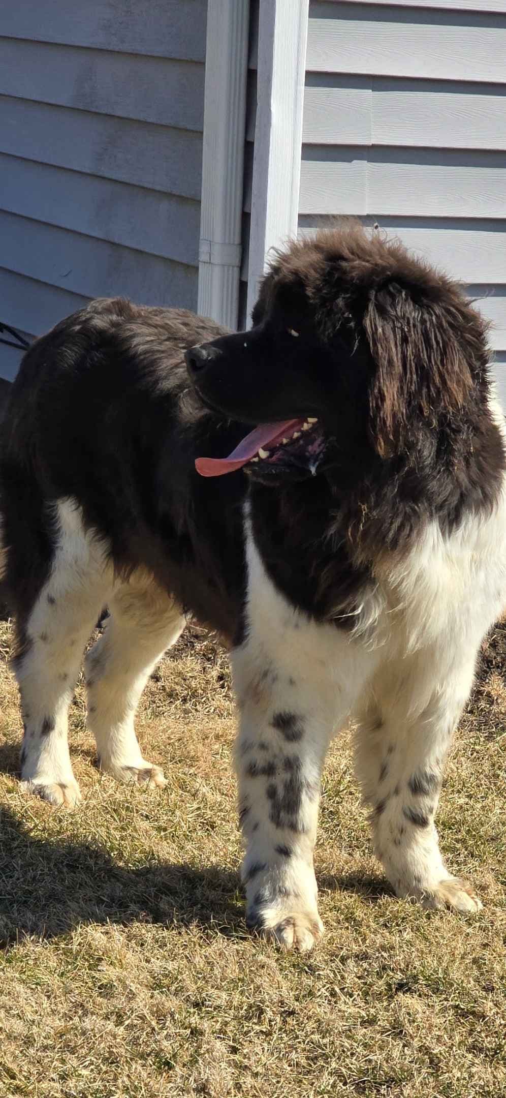 JUDE VANLAKEN AKC NEWFOUNDLANDS breeder image 7