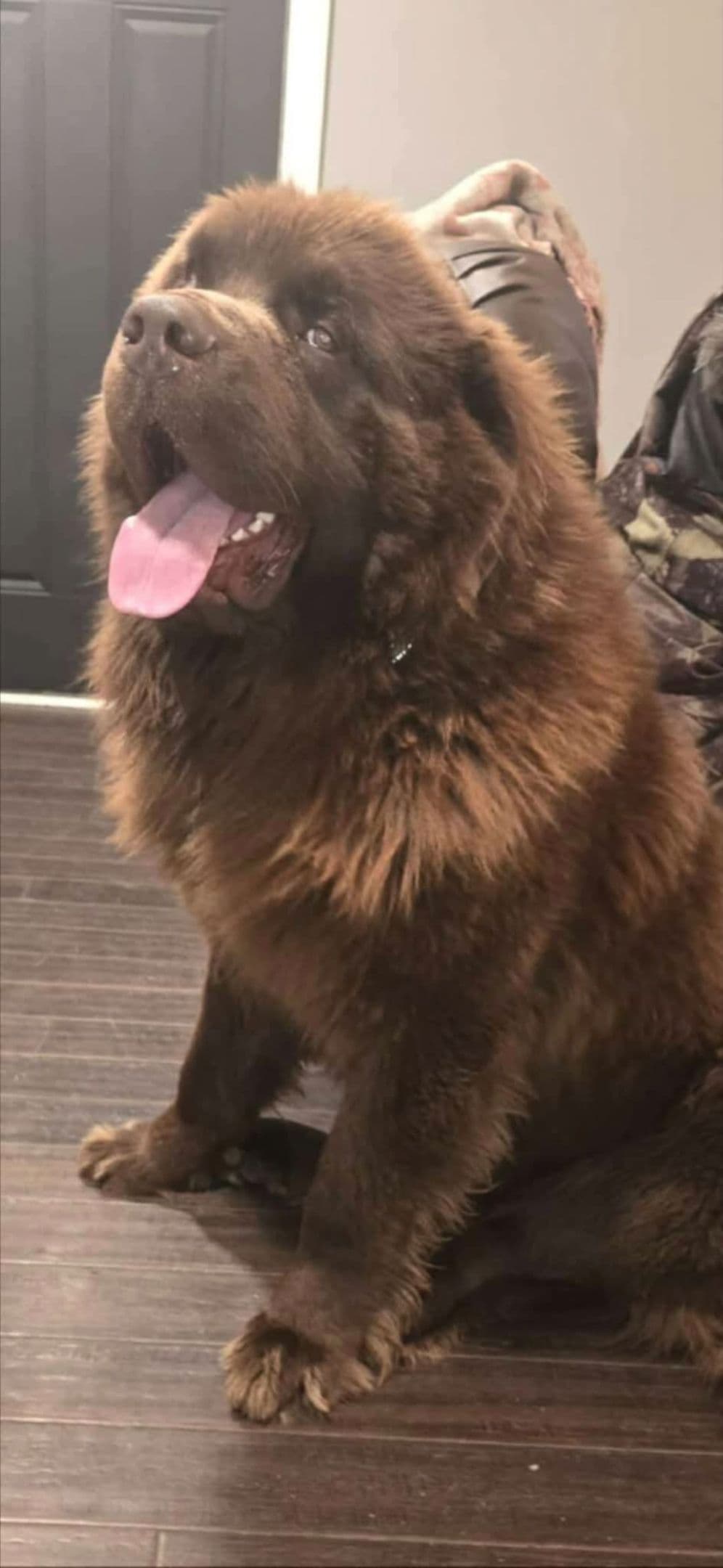 JUDE VANLAKEN AKC NEWFOUNDLANDS breeder image 8