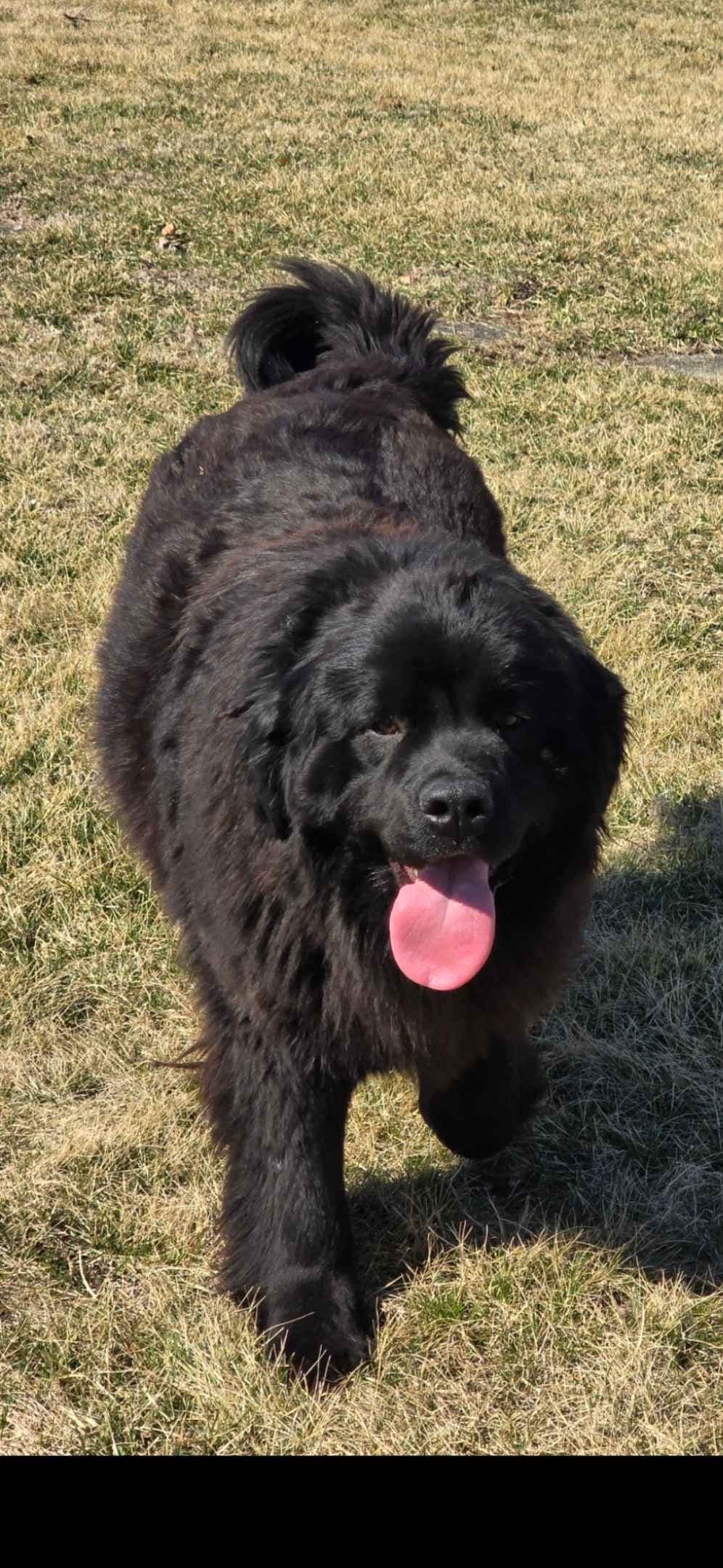 JUDE VANLAKEN AKC NEWFOUNDLANDS breeder image 9