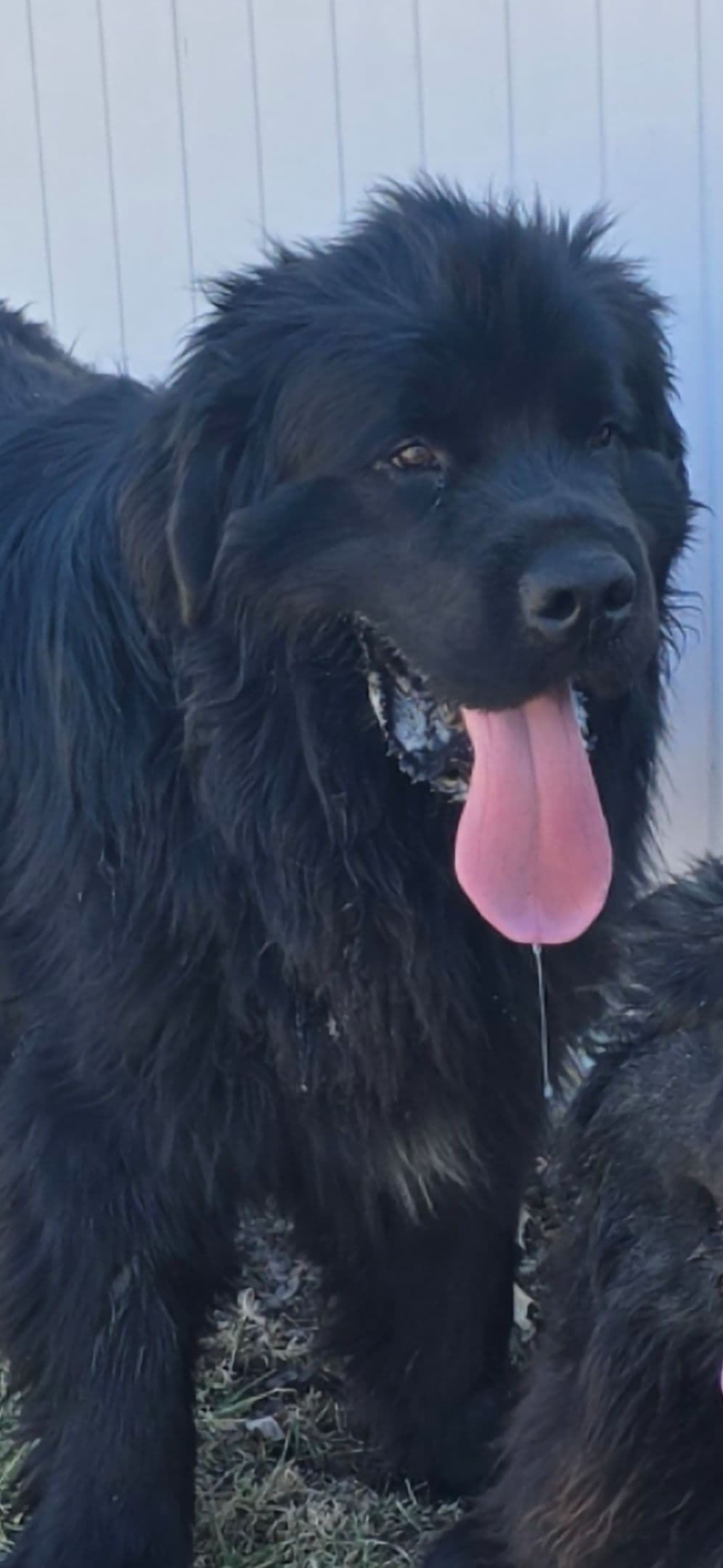 JUDE VANLAKEN AKC NEWFOUNDLANDS breeder image 10