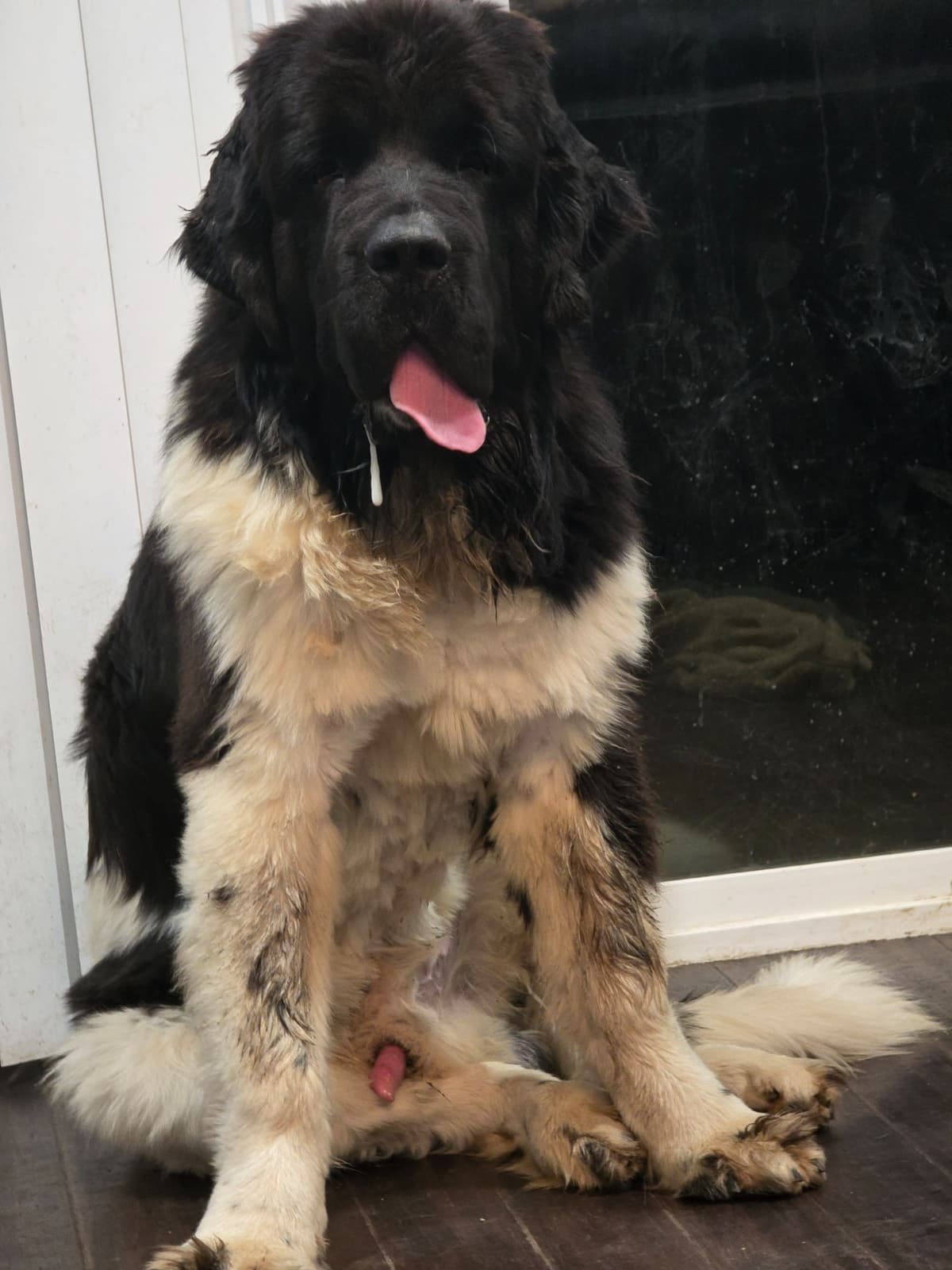 JUDE VANLAKEN AKC NEWFOUNDLANDS breeder image 11
