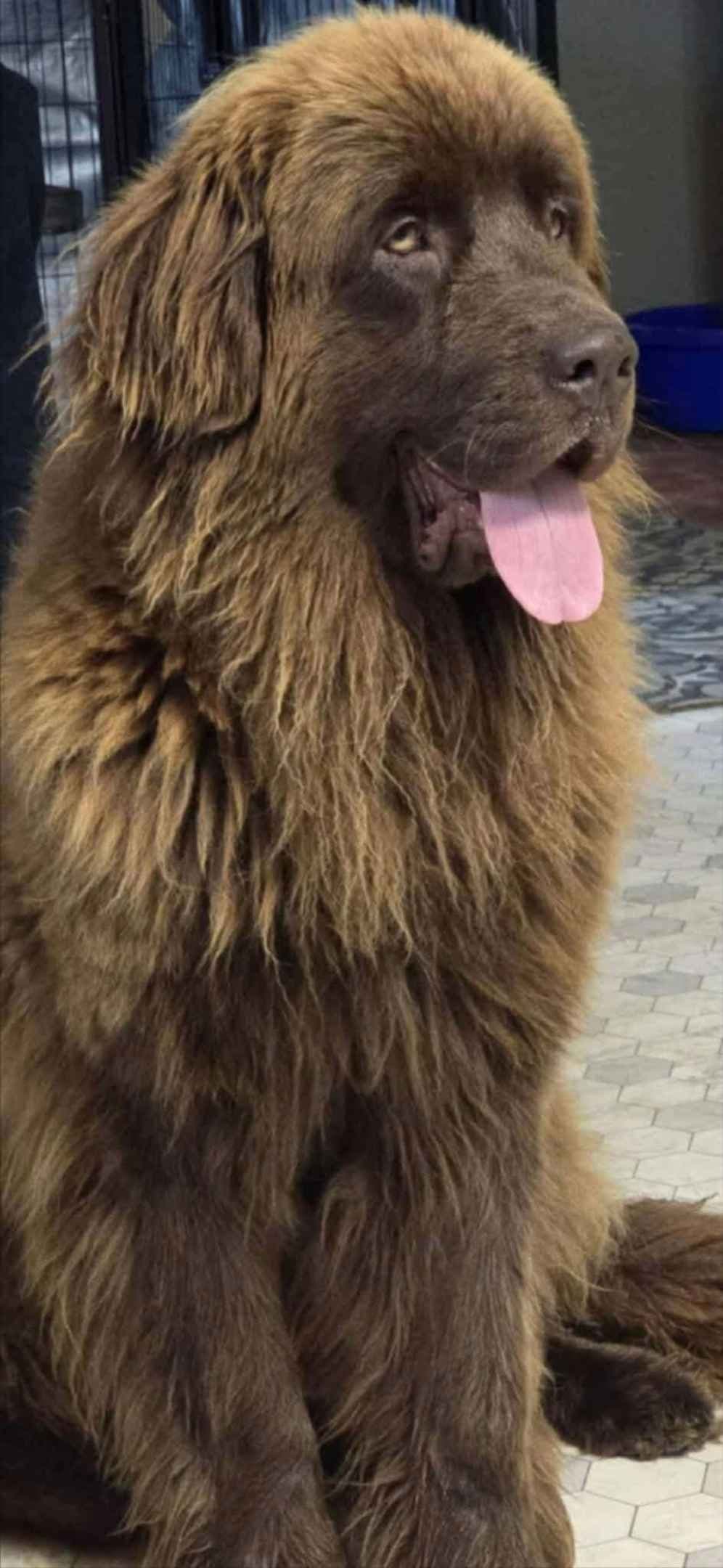 JUDE VANLAKEN AKC NEWFOUNDLANDS breeder image 12
