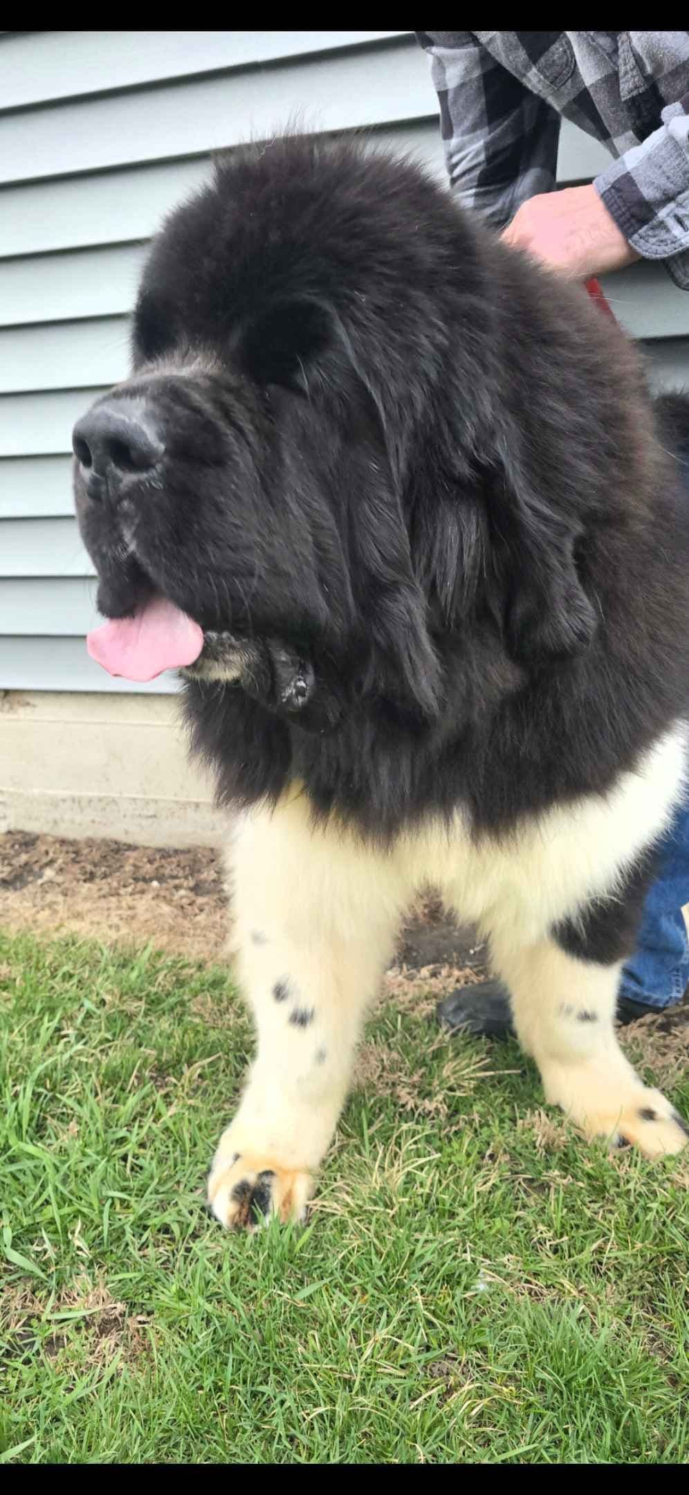 JUDE VANLAKEN AKC NEWFOUNDLANDS breeder image 13