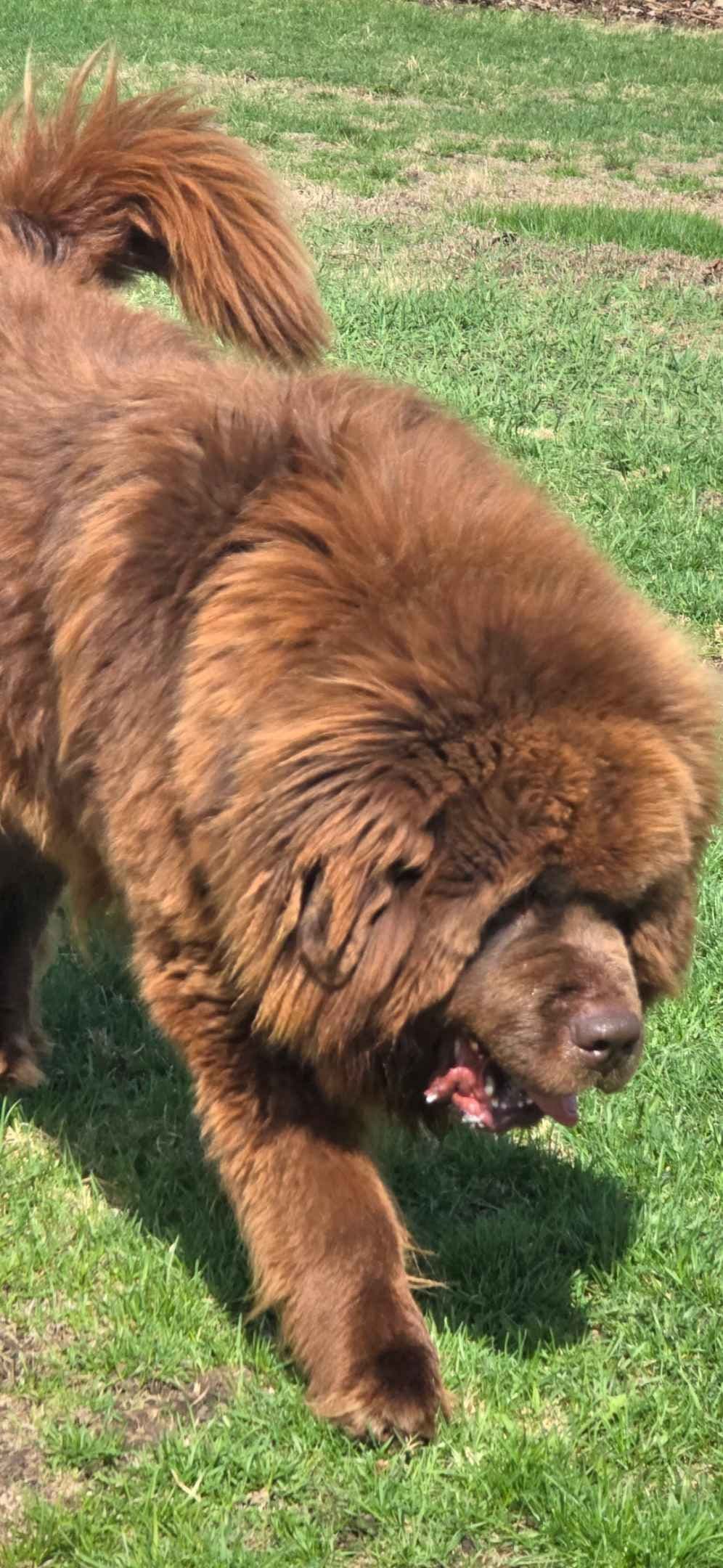 JUDE VANLAKEN AKC NEWFOUNDLANDS breeder image 15