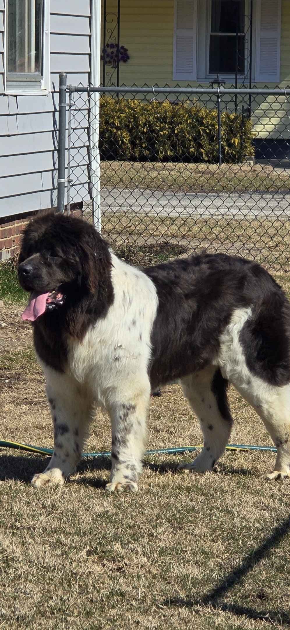 JUDE VANLAKEN AKC NEWFOUNDLANDS breeder image 14