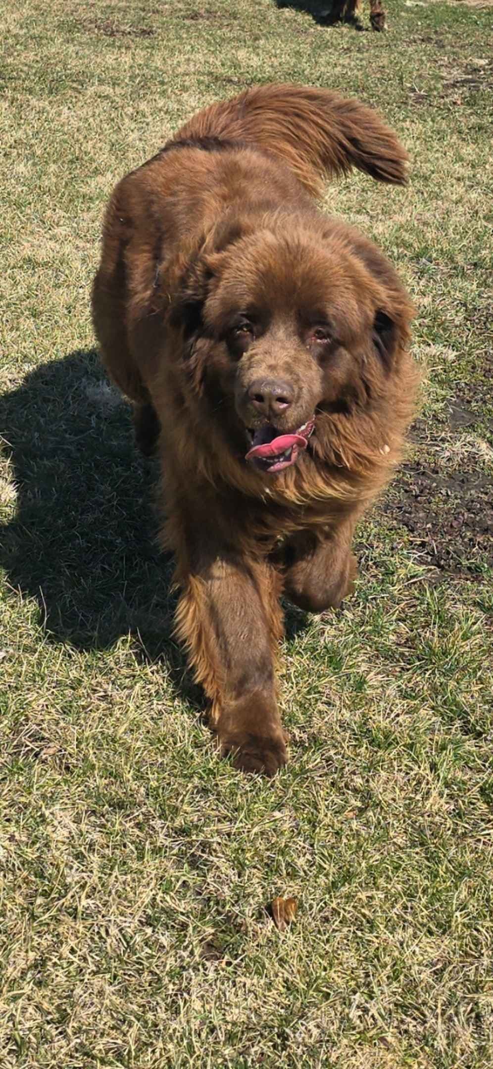 JUDE VANLAKEN AKC NEWFOUNDLANDS breeder image 16