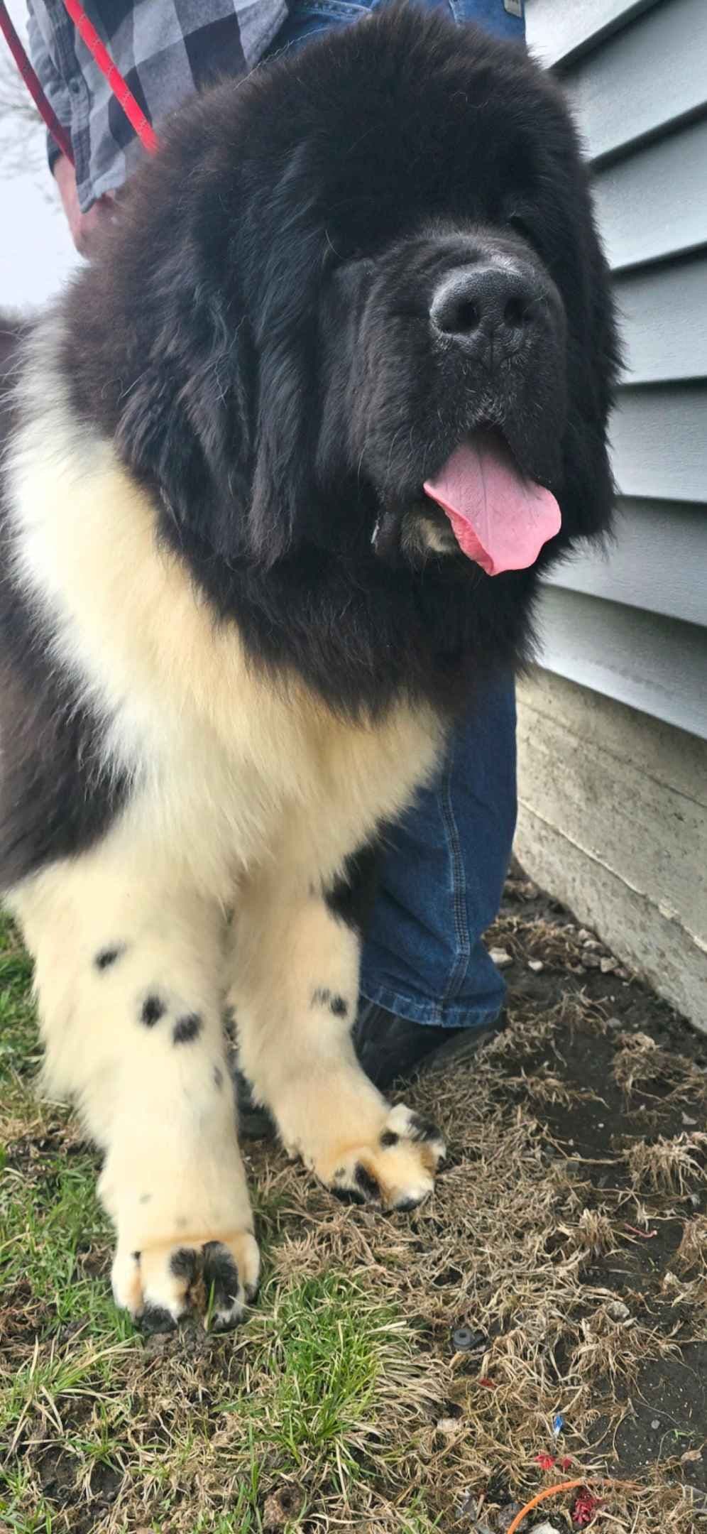 JUDE VANLAKEN AKC NEWFOUNDLANDS breeder image 17