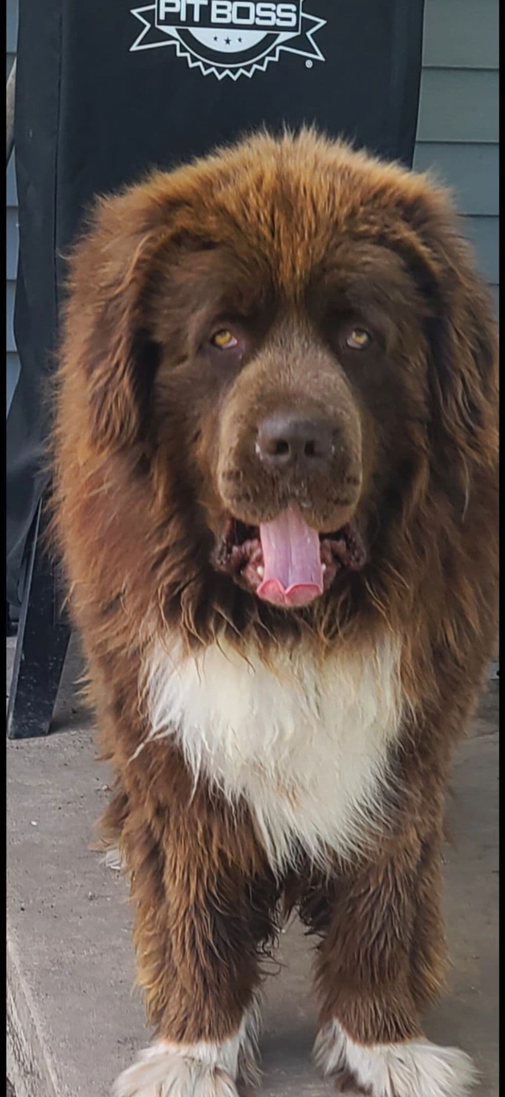 JUDE VANLAKEN AKC NEWFOUNDLANDS breeder image 20