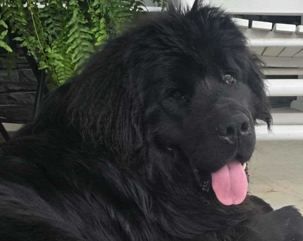 JUDE VANLAKEN AKC NEWFOUNDLANDS breeder image 18