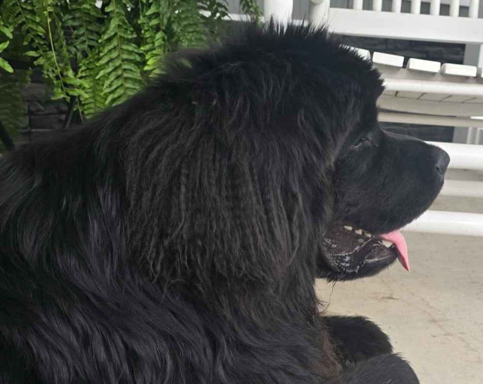 JUDE VANLAKEN AKC NEWFOUNDLANDS breeder image 19