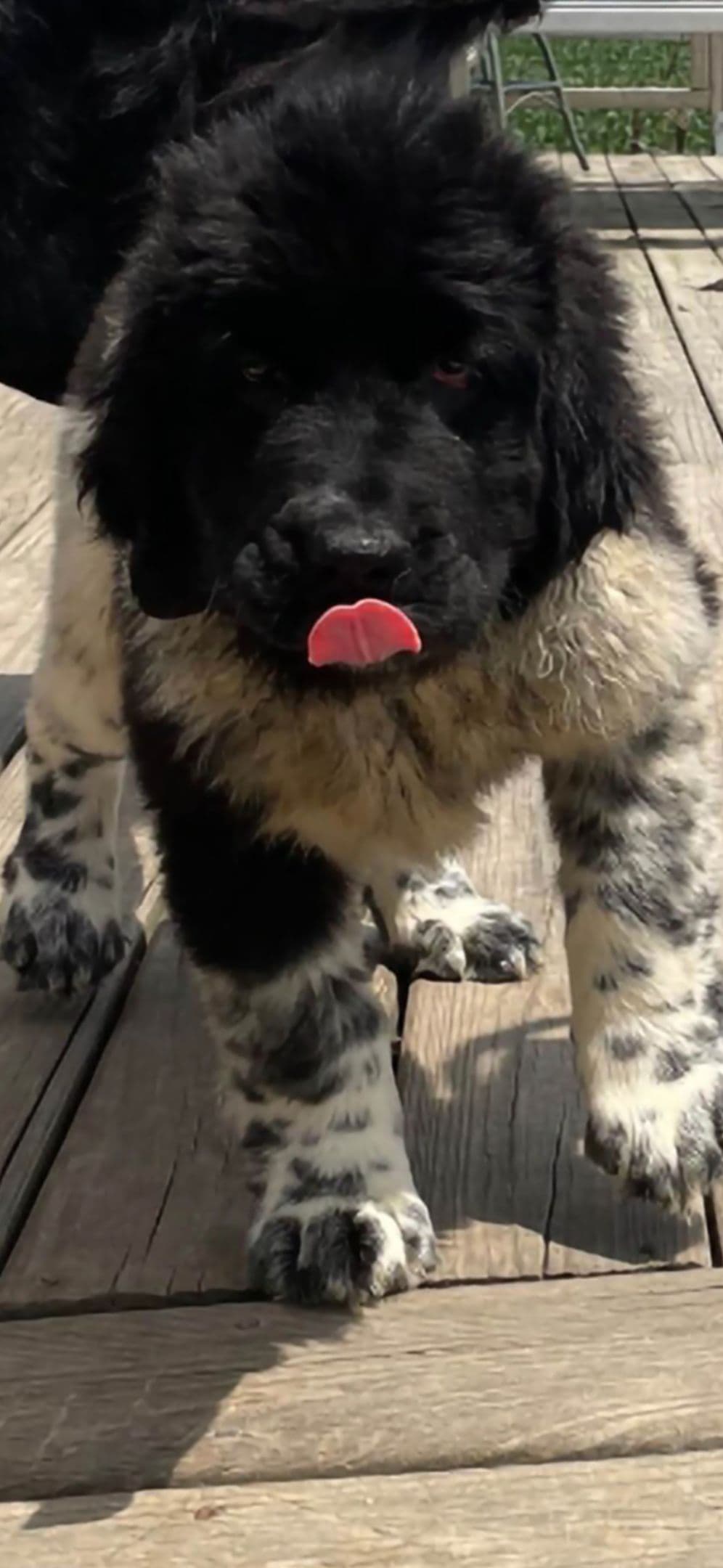 JUDE VANLAKEN AKC NEWFOUNDLANDS breeder image 22