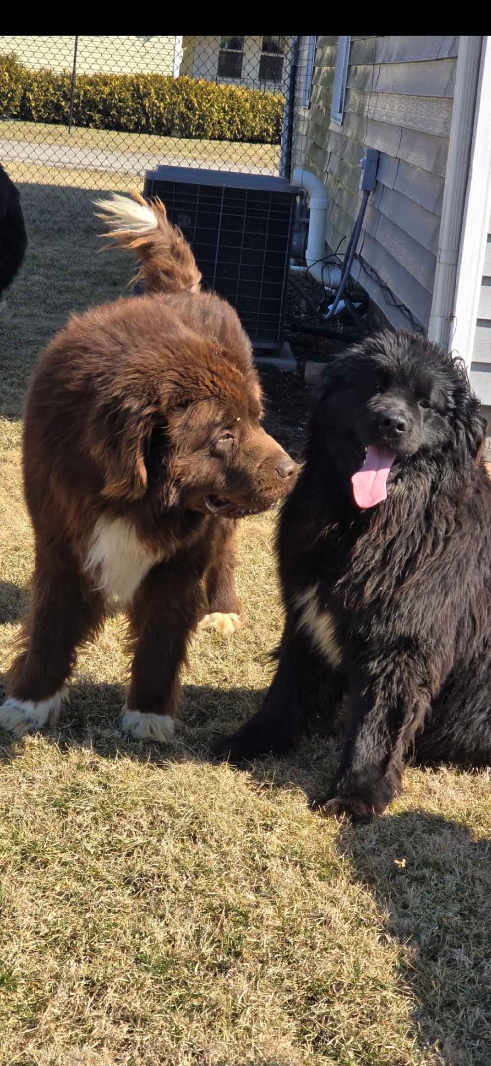 JUDE VANLAKEN AKC NEWFOUNDLANDS breeder image 21