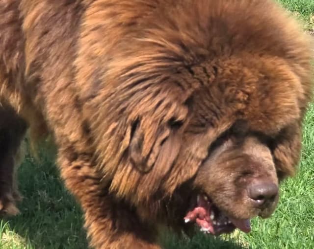 JUDE VANLAKEN AKC NEWFOUNDLANDS media 2