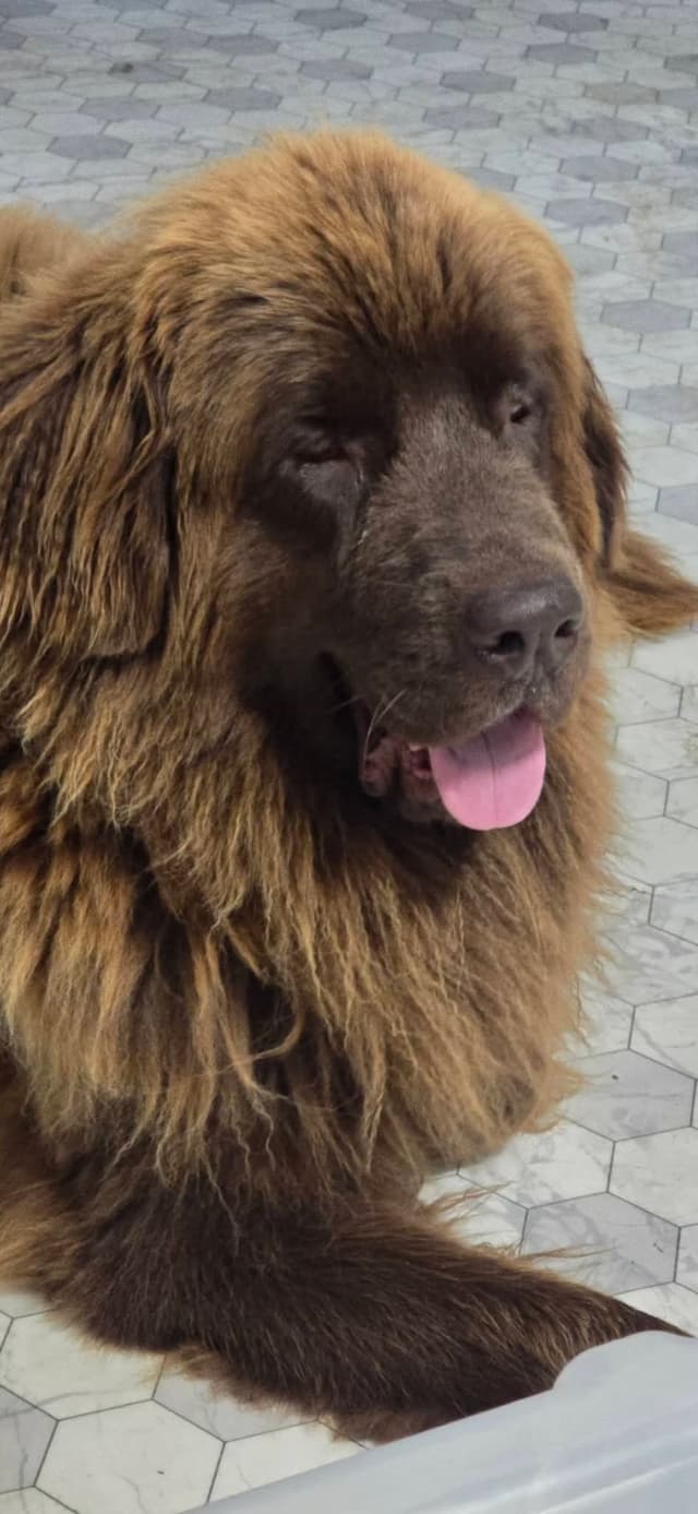 JUDE VANLAKEN AKC NEWFOUNDLANDS media 3