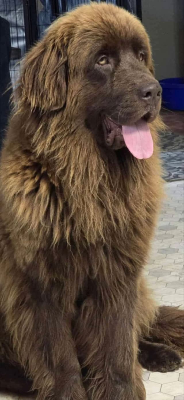 JUDE VANLAKEN AKC NEWFOUNDLANDS media 5