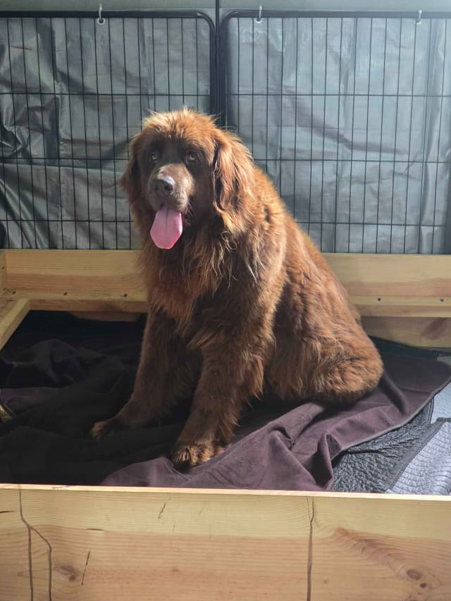 JUDE VANLAKEN AKC NEWFOUNDLANDS media 9