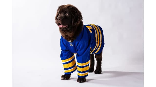 JUDE VANLAKEN AKC NEWFOUNDLANDS media 10