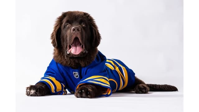 JUDE VANLAKEN AKC NEWFOUNDLANDS media 11