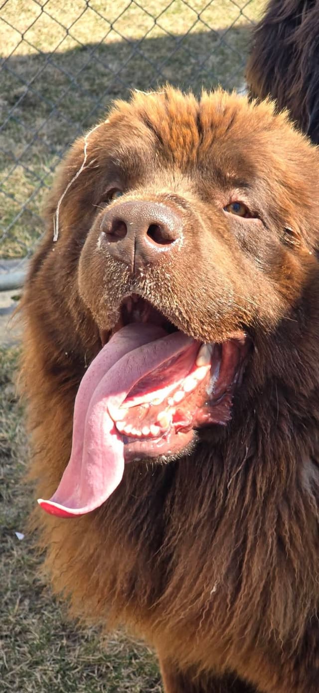 JUDE VANLAKEN AKC NEWFOUNDLANDS media 13