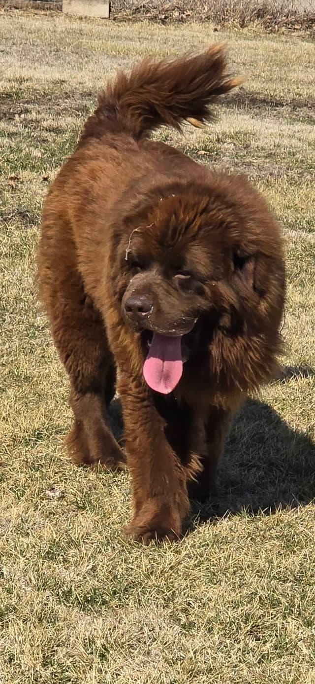 JUDE VANLAKEN AKC NEWFOUNDLANDS media 14