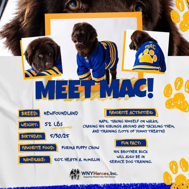JUDE VANLAKEN AKC NEWFOUNDLANDS media 15