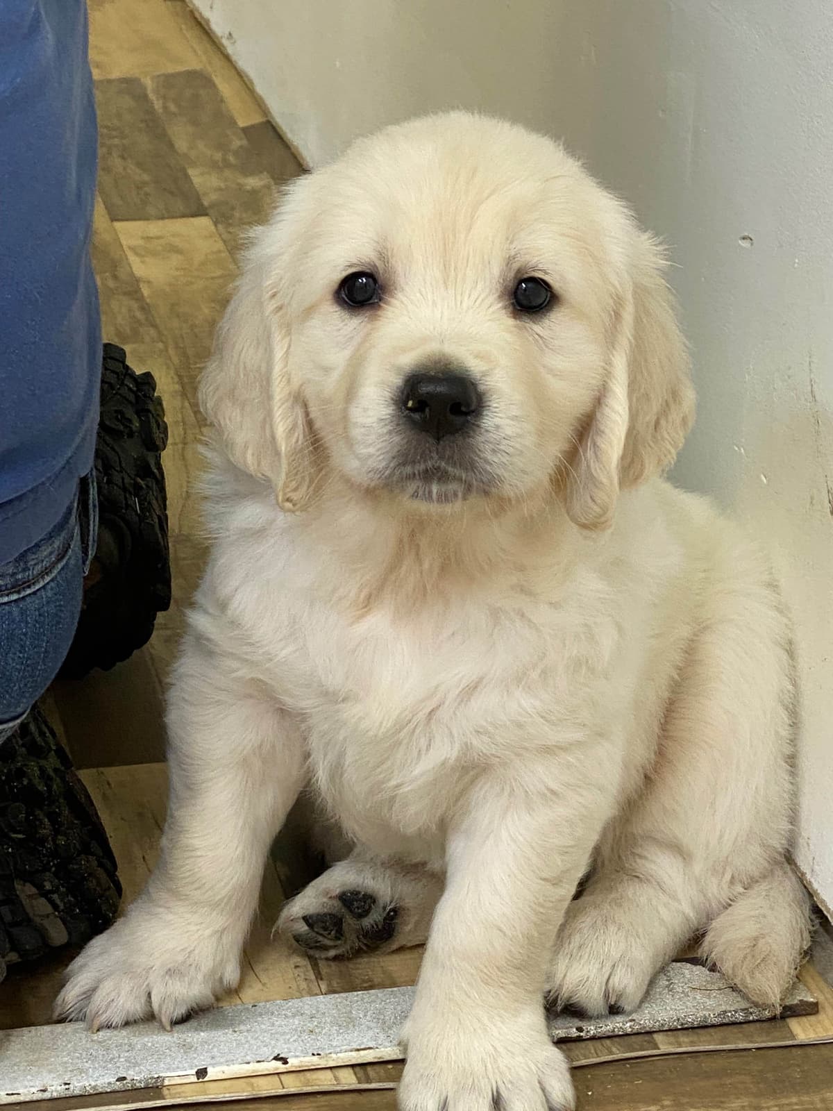 English Golden Retriever Puppies breeder image 1