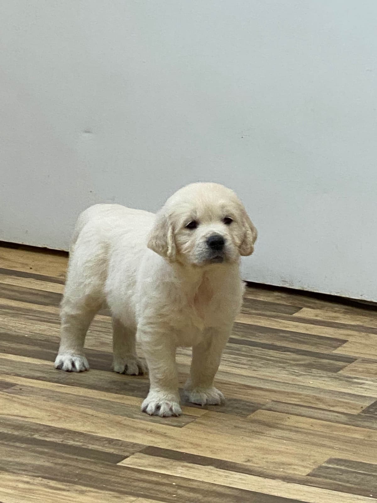 English Golden Retriever Puppies breeder image 2