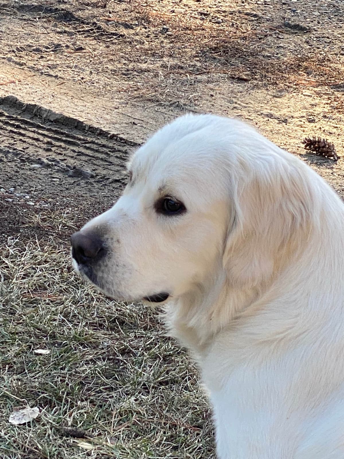 English Golden Retriever Puppies breeder image 4