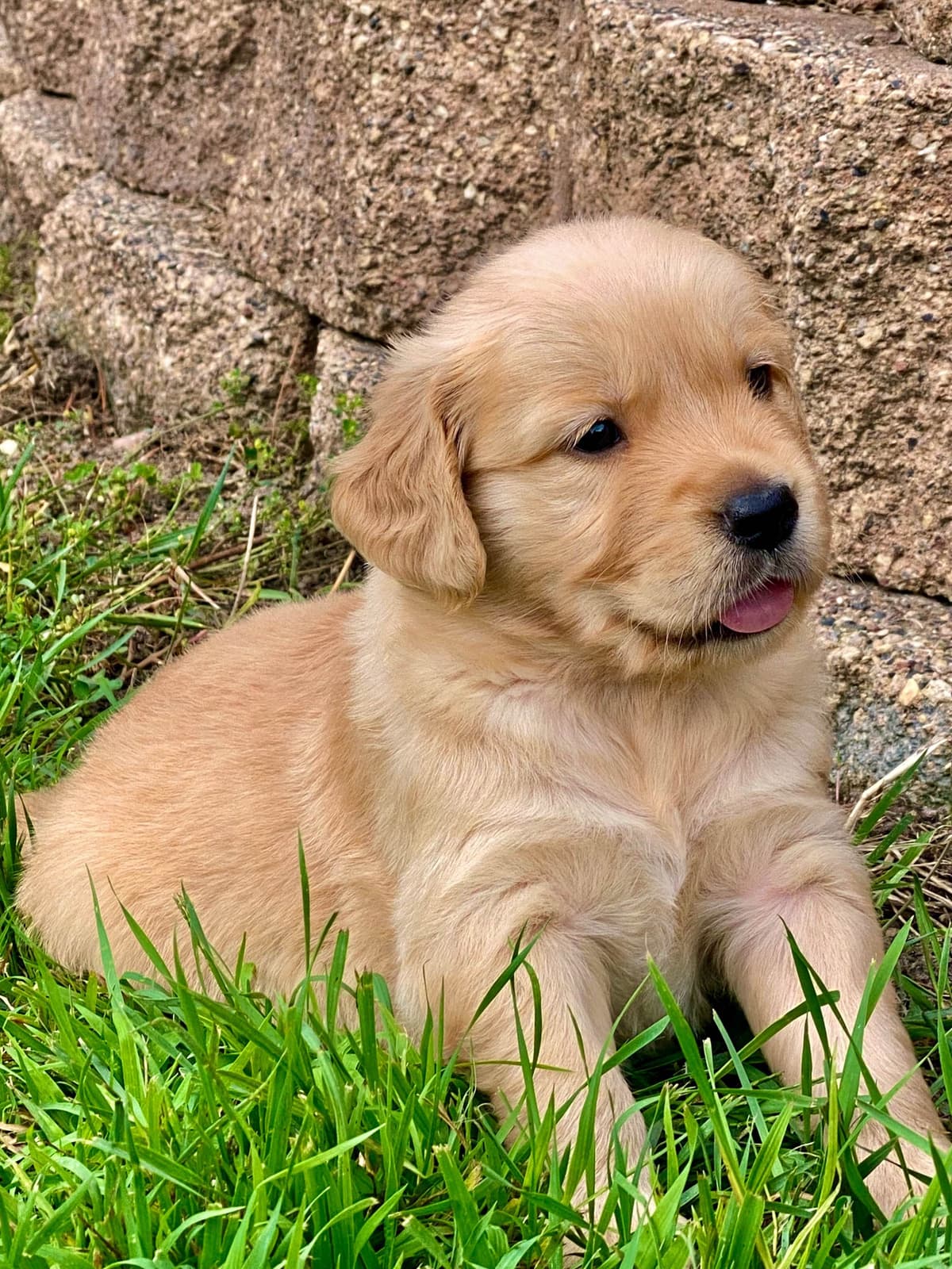 English Golden Retriever Puppies breeder image 7