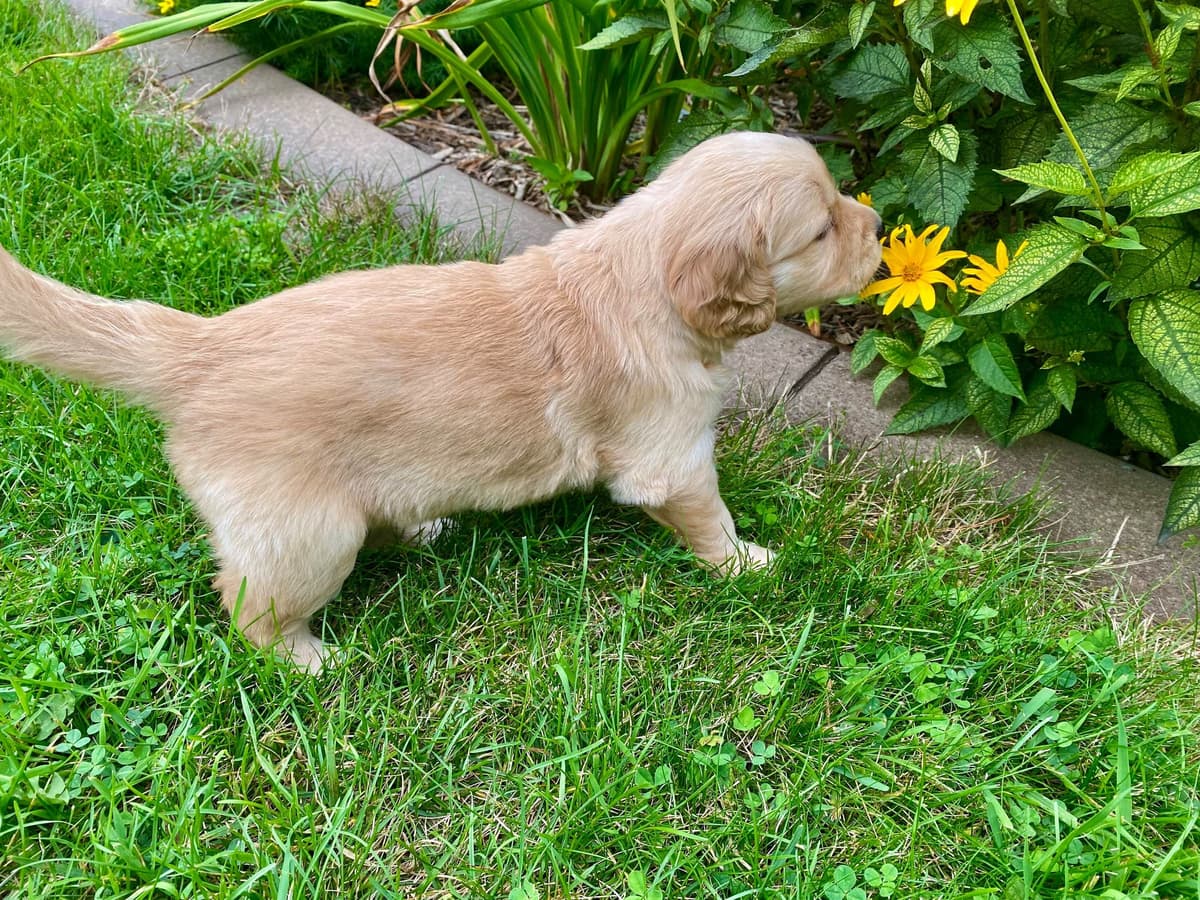English Golden Retriever Puppies breeder image 8