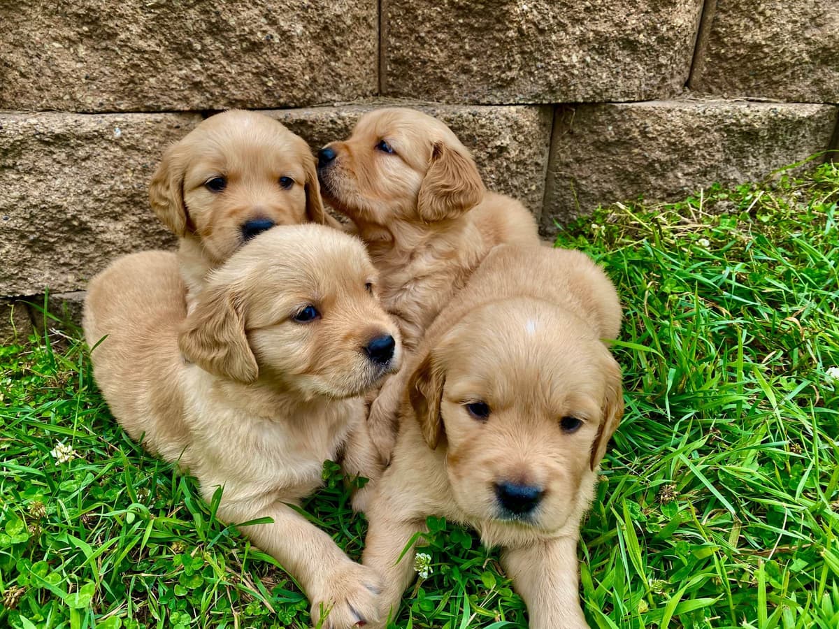 English Golden Retriever Puppies breeder image 9