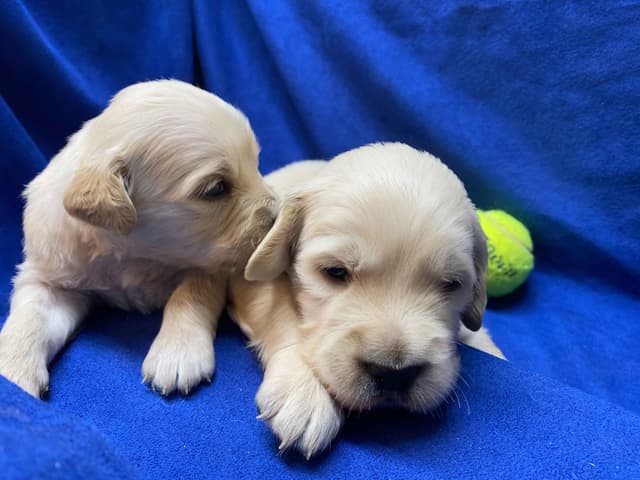 Golden Retriever Puppies media 3