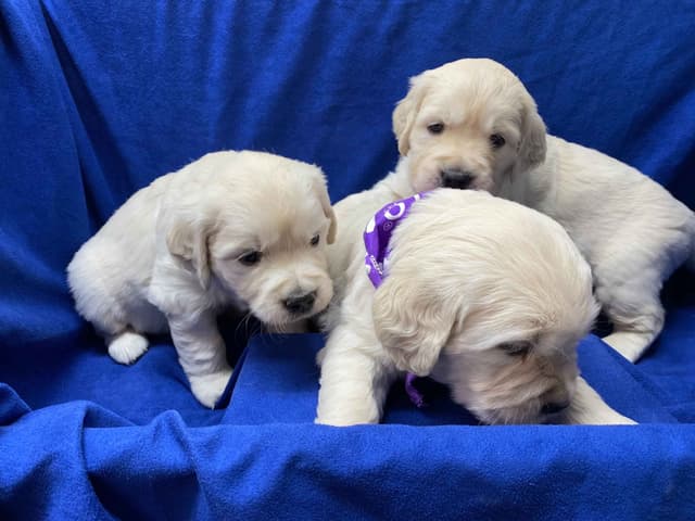 English Golden Retriever Puppies media 3