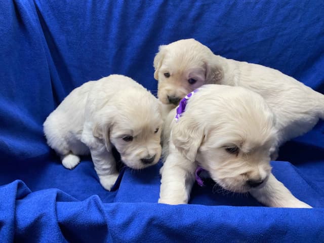 English Golden Retriever Puppies media 2