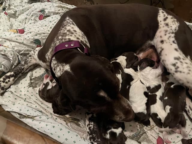 English Springer Spaniel Puppies media 11