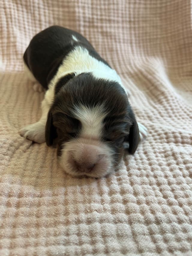 English Springer Spaniel Puppies media 3