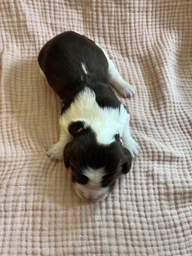 English Springer Spaniel Puppies media 4