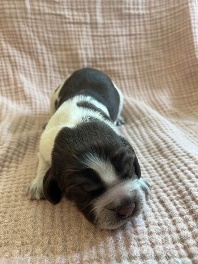 English Springer Spaniel Puppies media 6