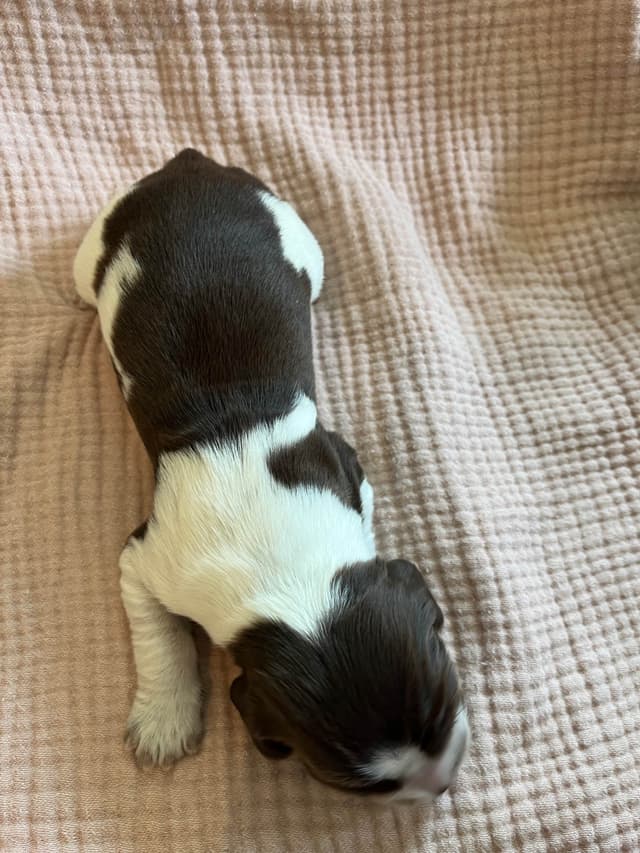 English Springer Spaniel Puppies media 7