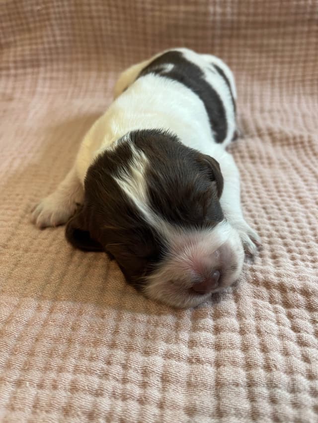 English Springer Spaniel Puppies media 9