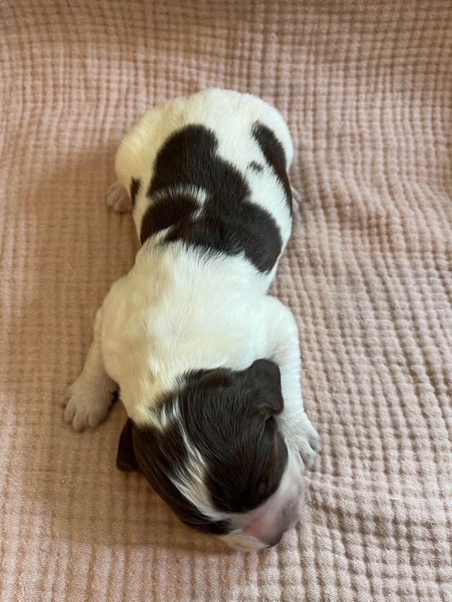 English Springer Spaniel Puppies media 10
